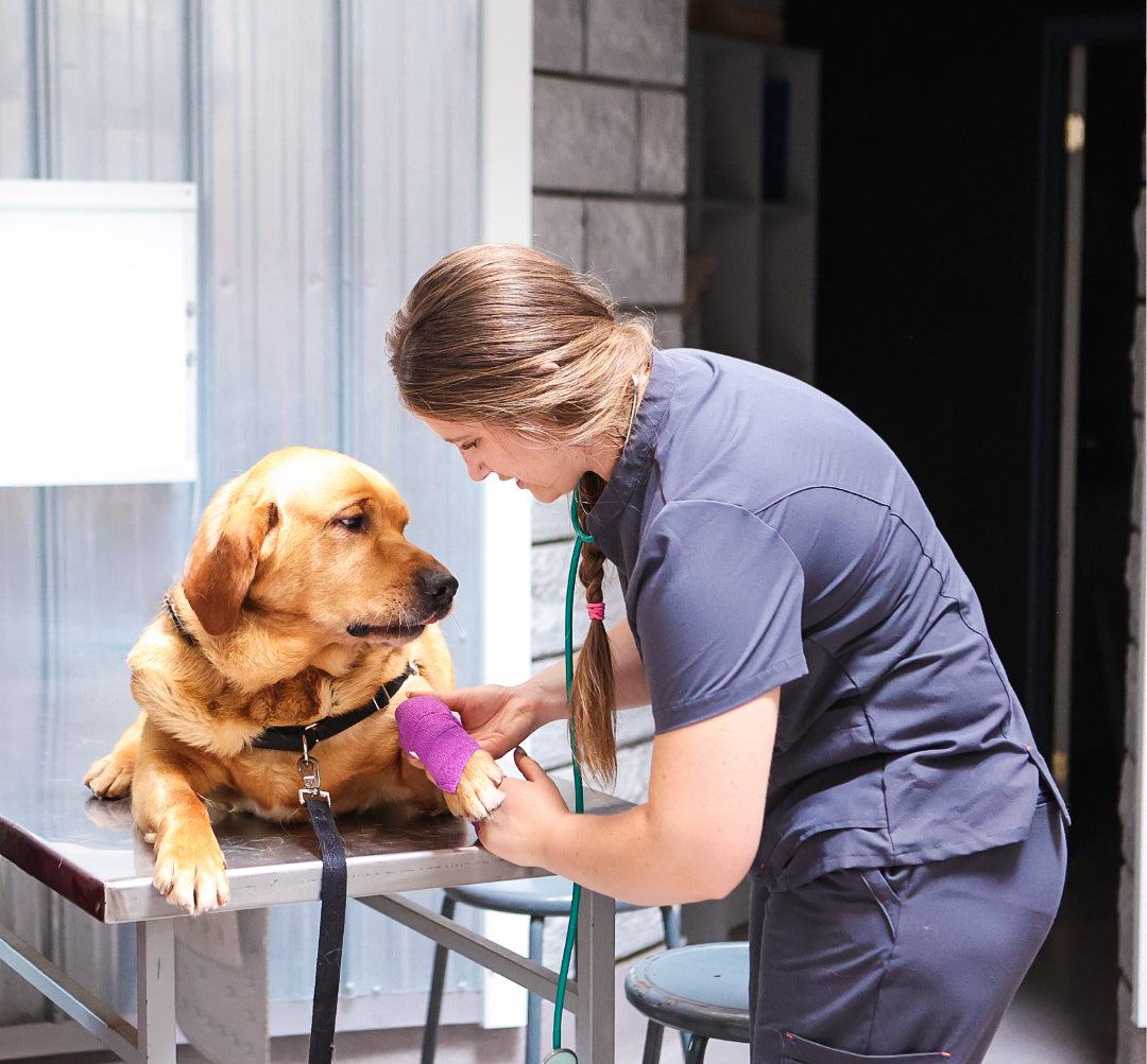 Veterinary Technology - Semester 3