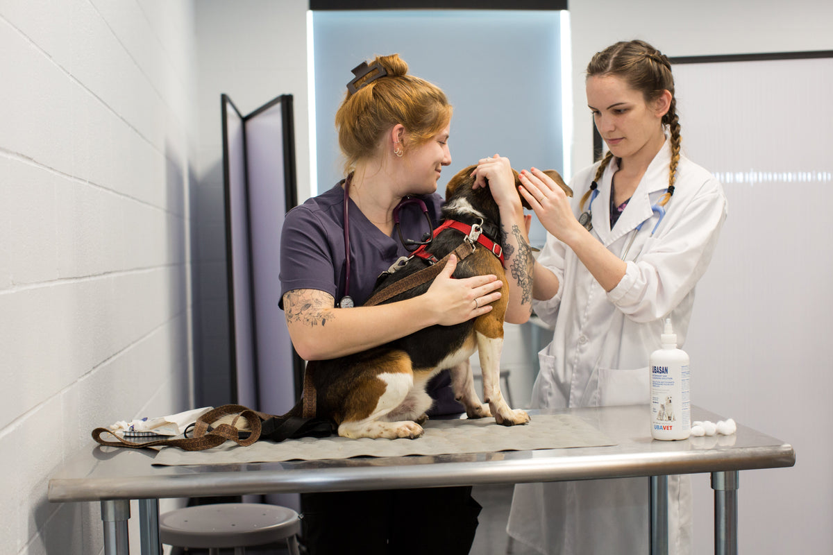 Veterinary Technology - Semester 1
