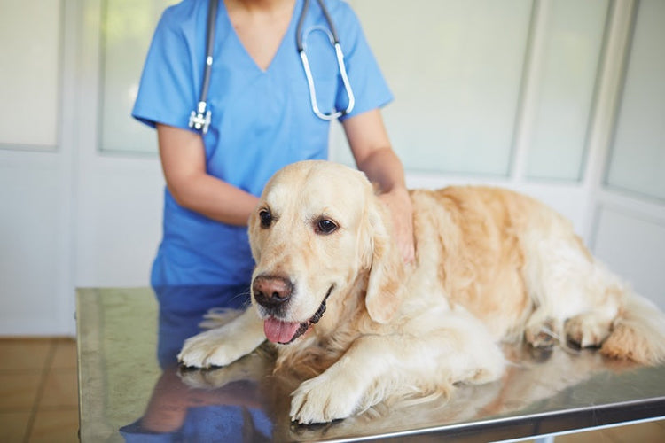 Veterinary Technology - Alternative – Ridgetown Campus Bookstore